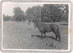 roys_horse_1960.jpg