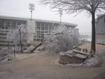 One of the Larger Trees Bowed its Head