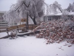 Our New Deck Up Rooted with the Tree!