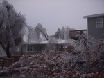 Big Trees by the Pool Took a Beating