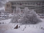 Tree Down Covering the Circle Drive